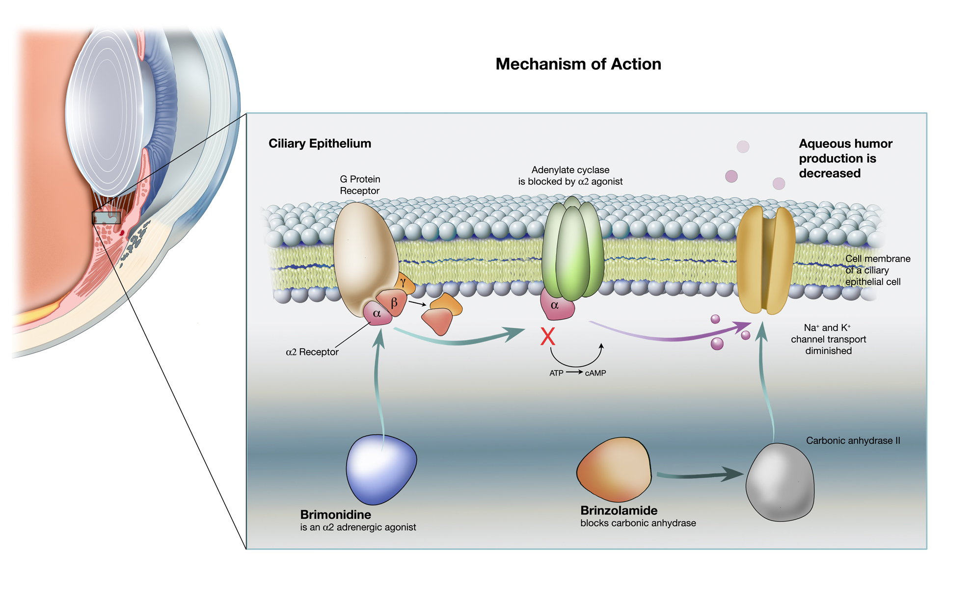 Aqueous Humor Archives Jackie Heda Biomedical Scientific Visuals