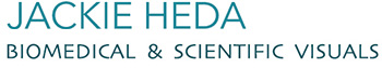 Jackie Heda | Biomedical & Scientific Visuals